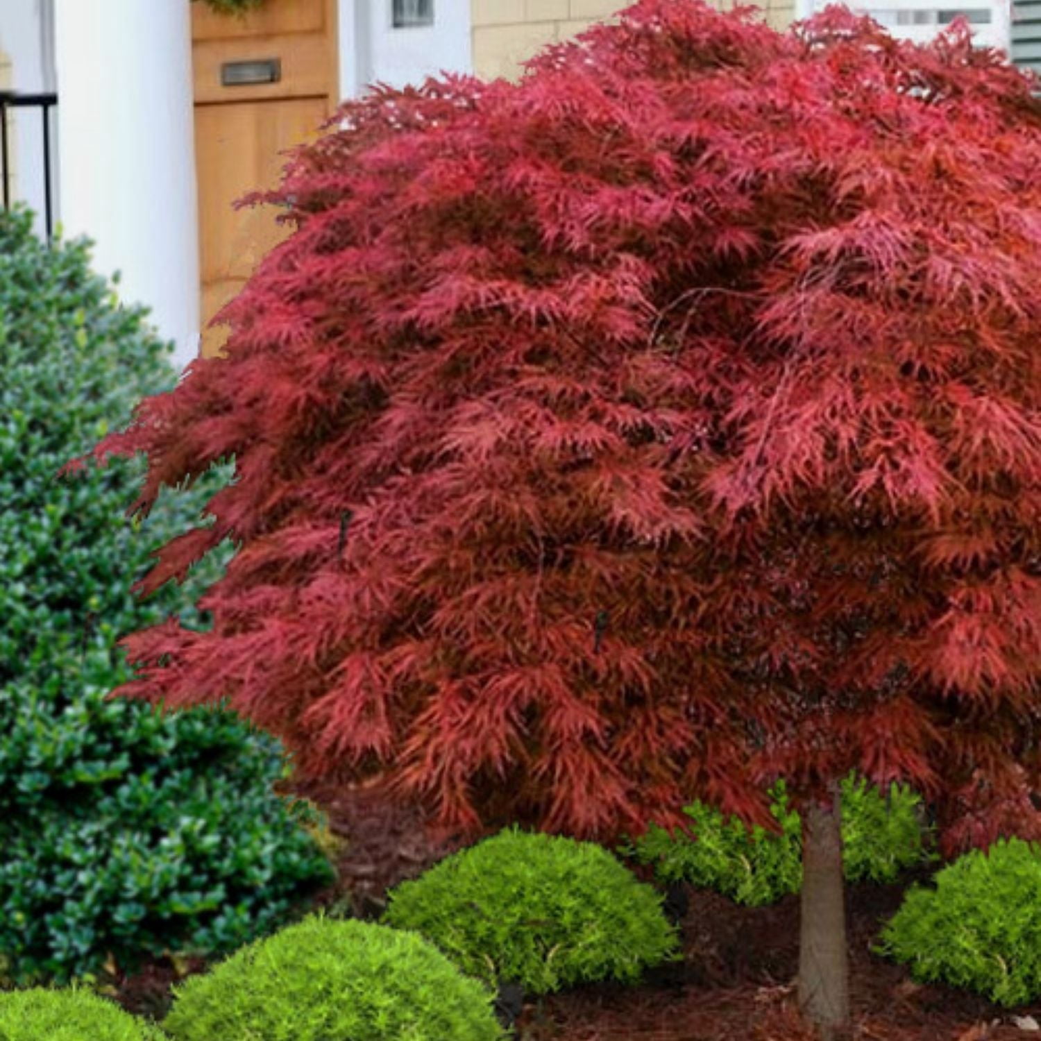 Expert Gardener 1-2' Magnolia Japanese Sunsation Live Tree in 1 gal. Grower Pot