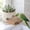 Brown,M, variant on Paper Bird Platforms,Shreddable Bird Cardboard Platforms, Natural Parrot Chew Toy and Perch, Paper Bird Playground for Macaws, Conures, Budgies, Cockatiel, Lovebird, Small Birds