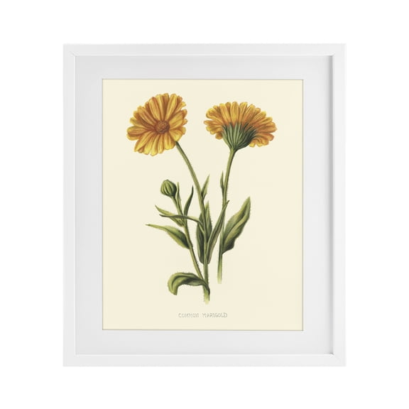 Stupell Industries Traditional Twin Marigold Blooms White Framed Print Under Glass, 13 x 16, by Connie Resch