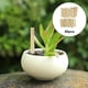 thumbnail image 4 of Etiquetas de plantas Zulema Madera 50 piezas, 4 of 7