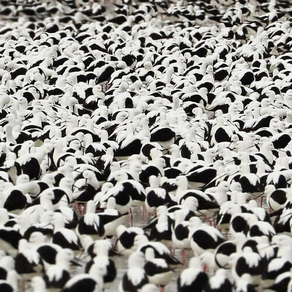 Stella Donnelly - Flood - Music & Performance - CD