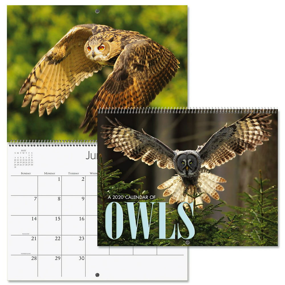 2020 Owls Wall Calendar- 12" x 9", bookstore quality, spiral bound