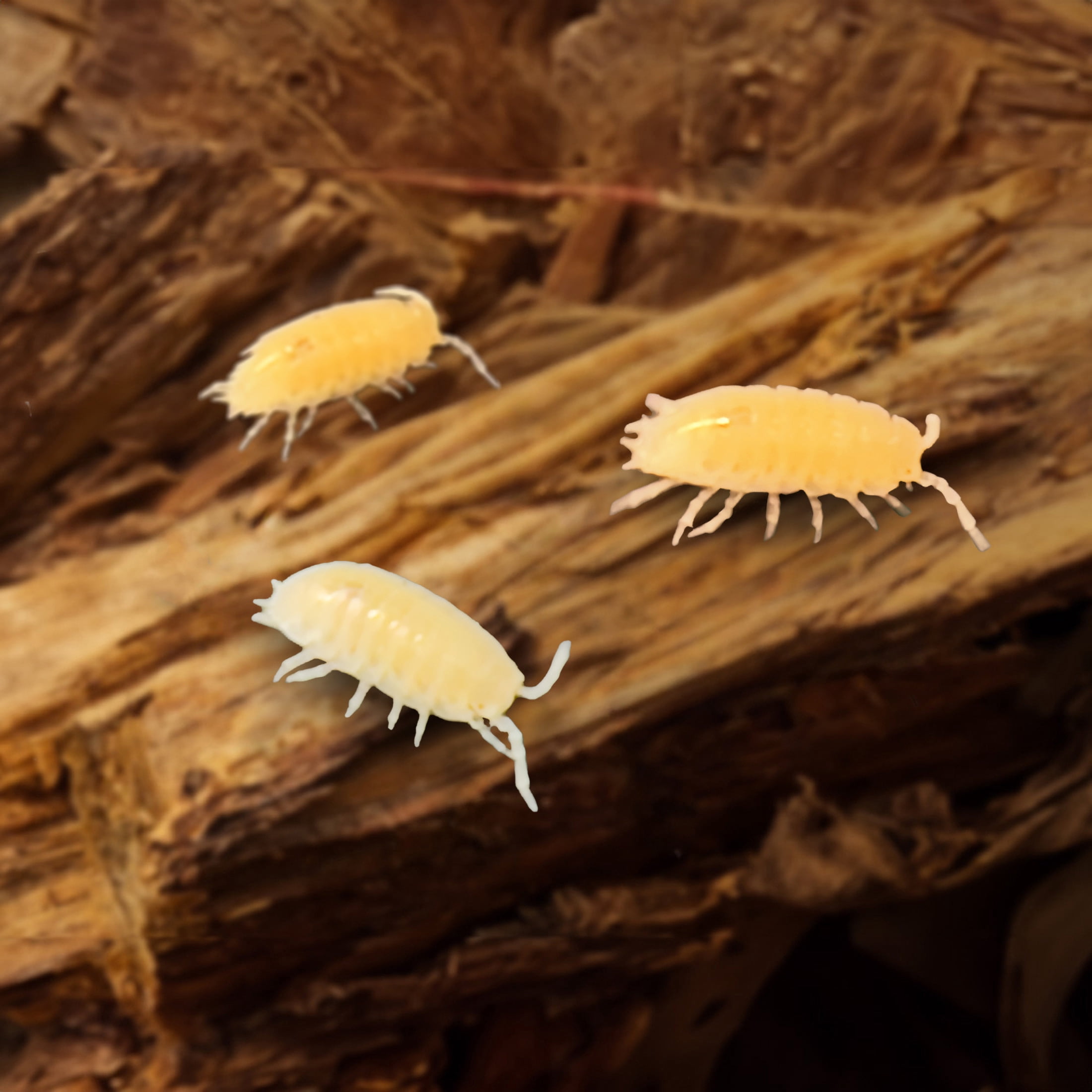 ReptiCulture White Dwarf Tropical Isopod 25 ct