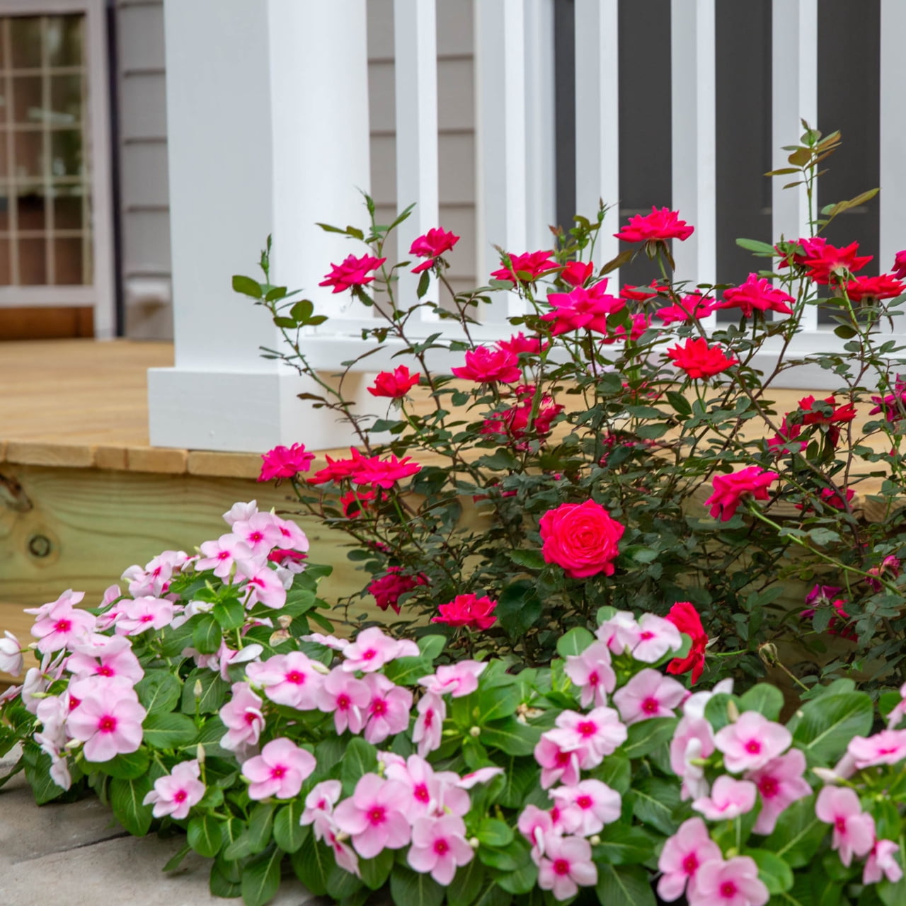 The Knock Out® Family of Roses 'The Petite Knock Out® Rose' Live Shrub in 2-Quart Grower Pot (3-Pack)