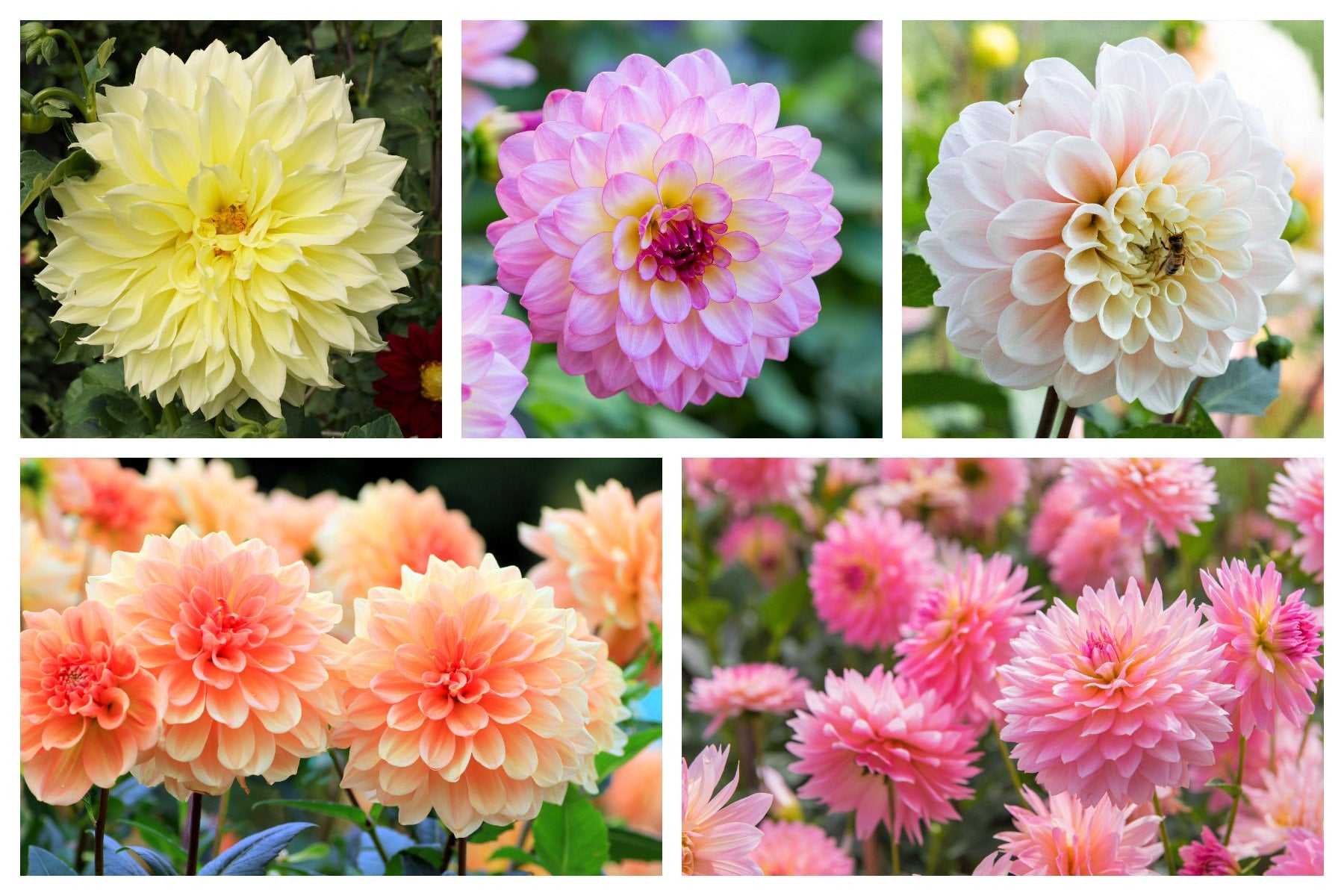 50 WATERCOLOR MIX DAHLIA Variabilis Double Bloom Mixed Colors Yellow