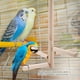 TOPINCN Perroquet Oiseaux Perches Cage Stand Jouet Bois Activité Branches Monter des Escaliers, Cage Stand Jouet, Cage Perches – image 4 sur 8