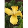thumbnail image 1 of Howard "Shy Yellow" Glossy Poster, 1 of 2