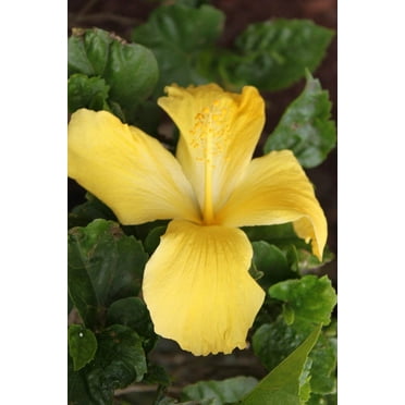 Howard "Shy Yellow" Glossy Poster