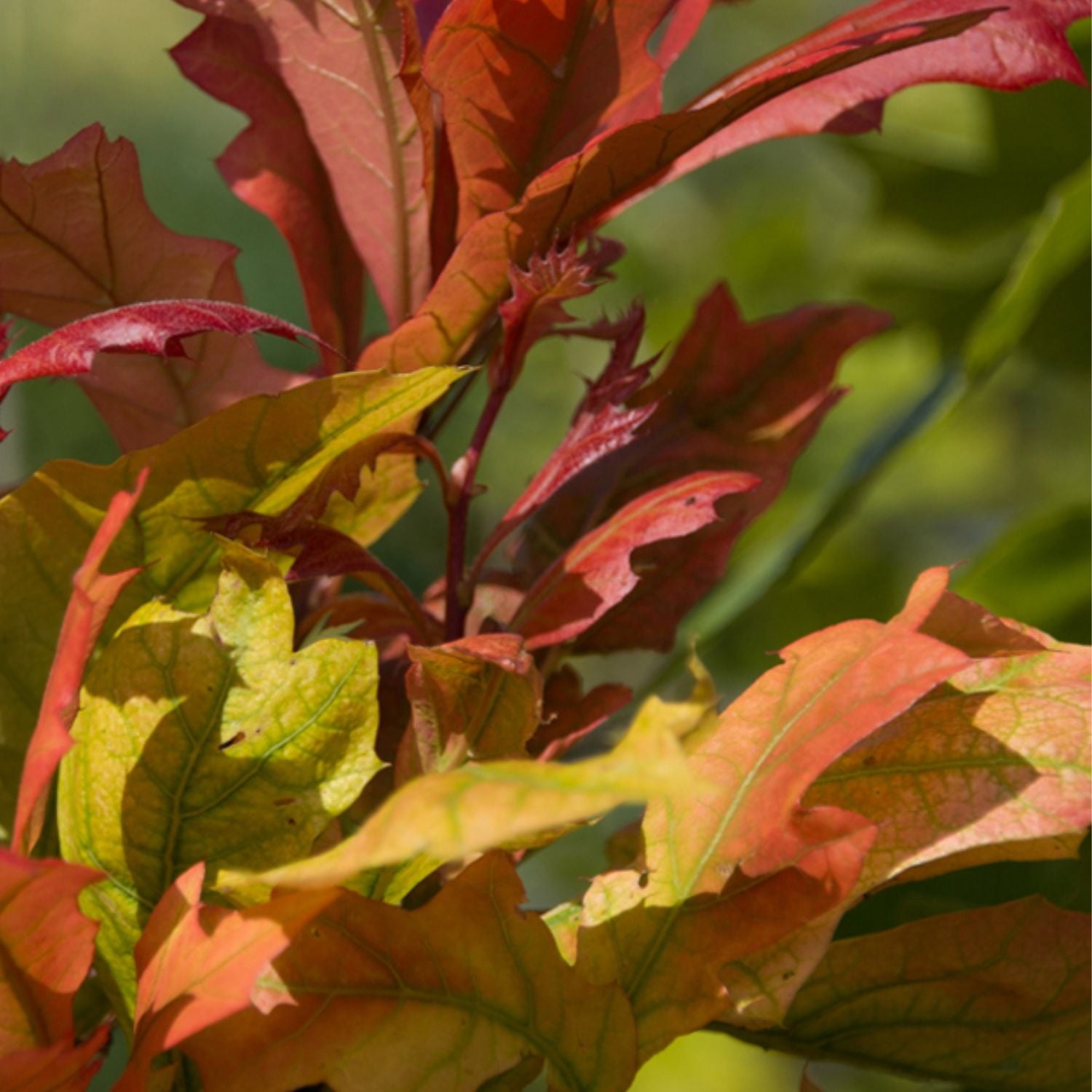 Expert Gardener 2-3' Oak Estelle Live Tree in 1 gal. Grower Pot
