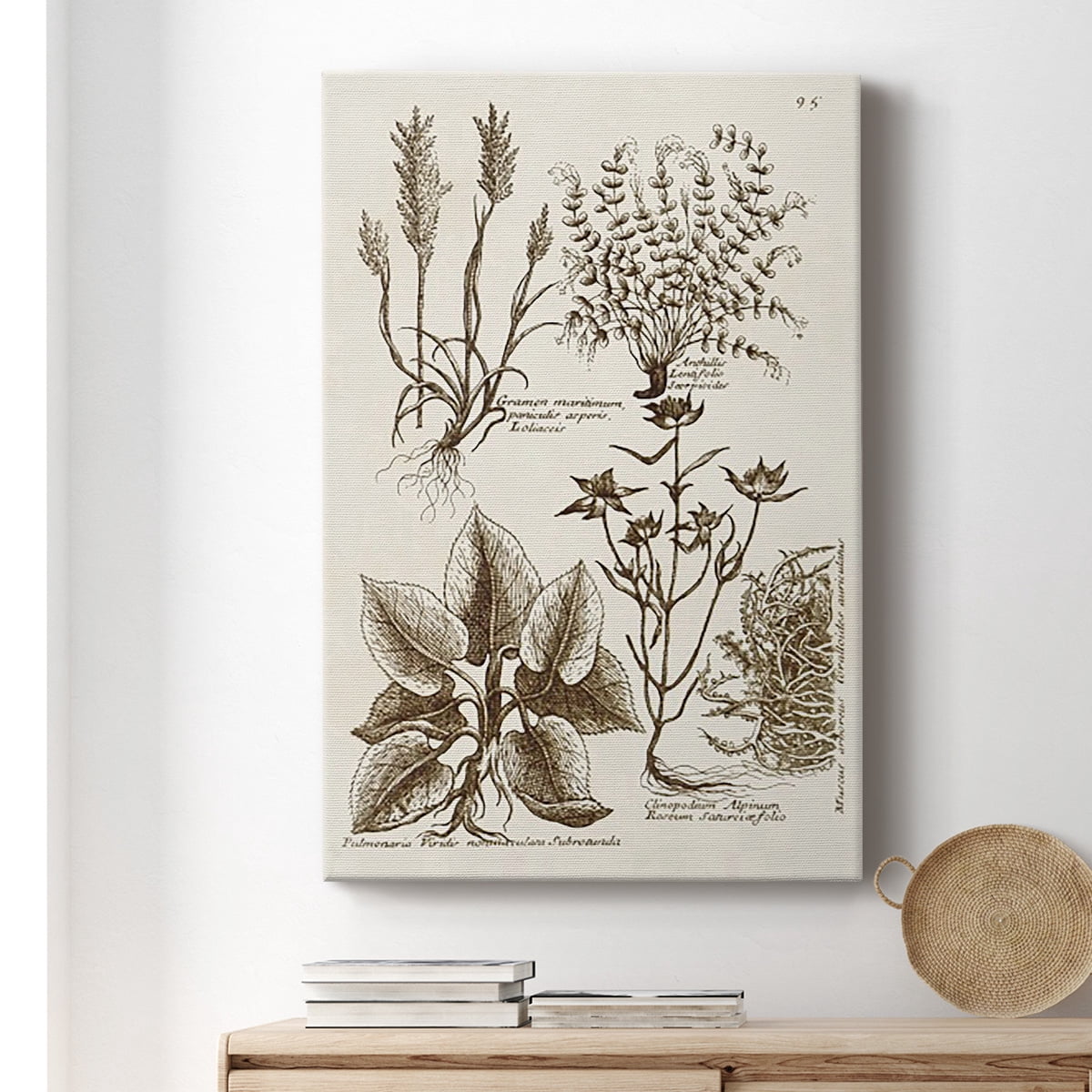 Sepia Botanical Journal VII Premium Gallery Wrapped Canvas - Ready to Hang