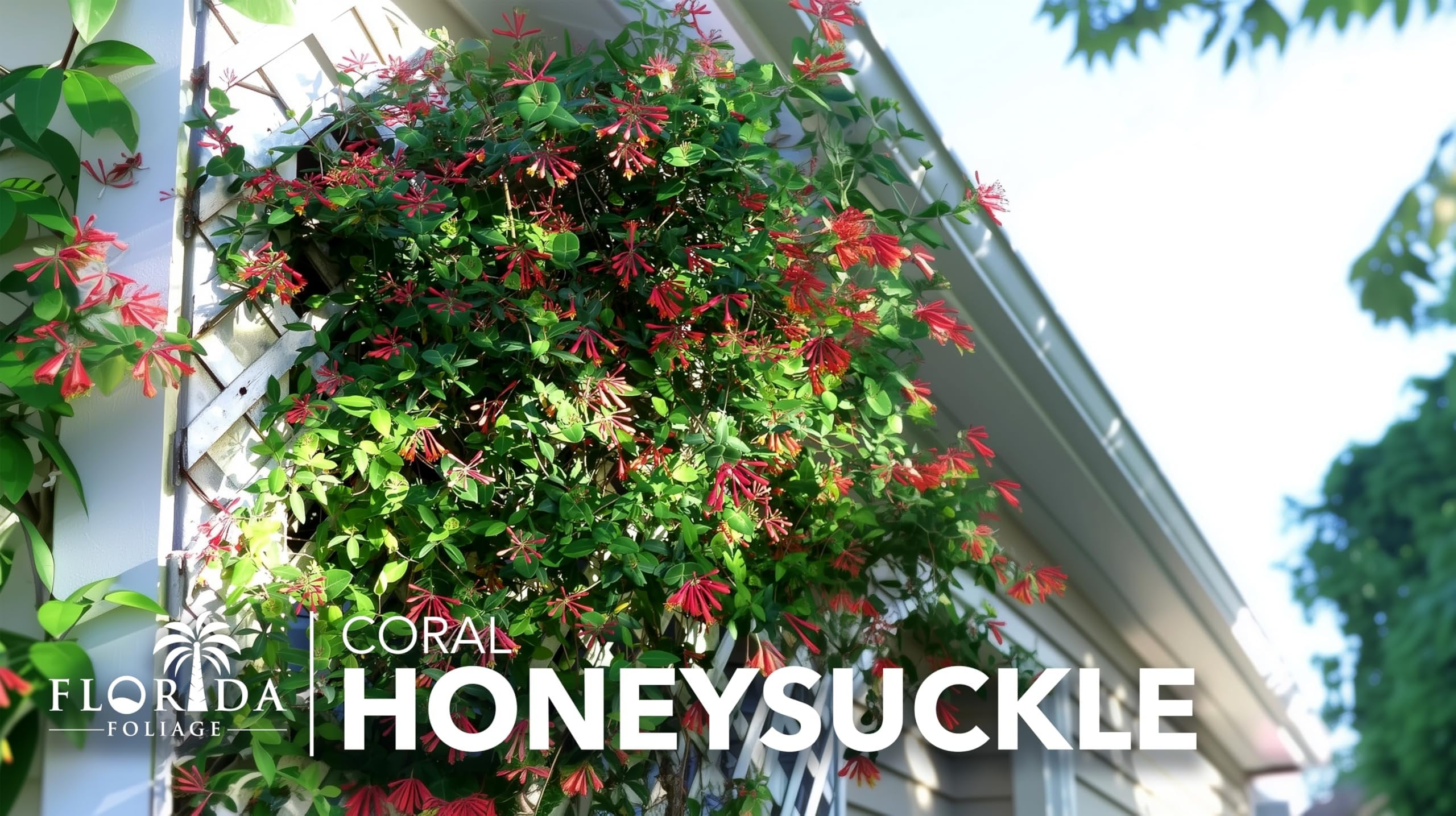 Coral Honeysuckle  3 Live Plants  Lonicera Sempervirens  Hummingbird & Butterfly Attracting Vine Flower