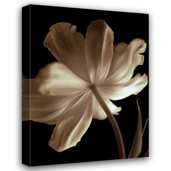 Charles Britt 33x44 Gallery Wrapped Canvas Wall Art Titled - Champagne Tulip II
