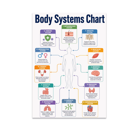 Body Systems Chart Wall Decor - Educational Enthusiast - 13x19 Poster Print