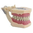 thumbnail image 2 of Dental Model Teeth Model Fit Frasaco Dental Teaching Model Standard Model With 32pcs Screw-in Teeths Demonstration j.s, 2 of 4
