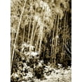 thumbnail image 2 of Alan Hausenflock 25x32 Gallery Wrapped Canvas Wall Art Titled - Bamboo Grove I, 2 of 4