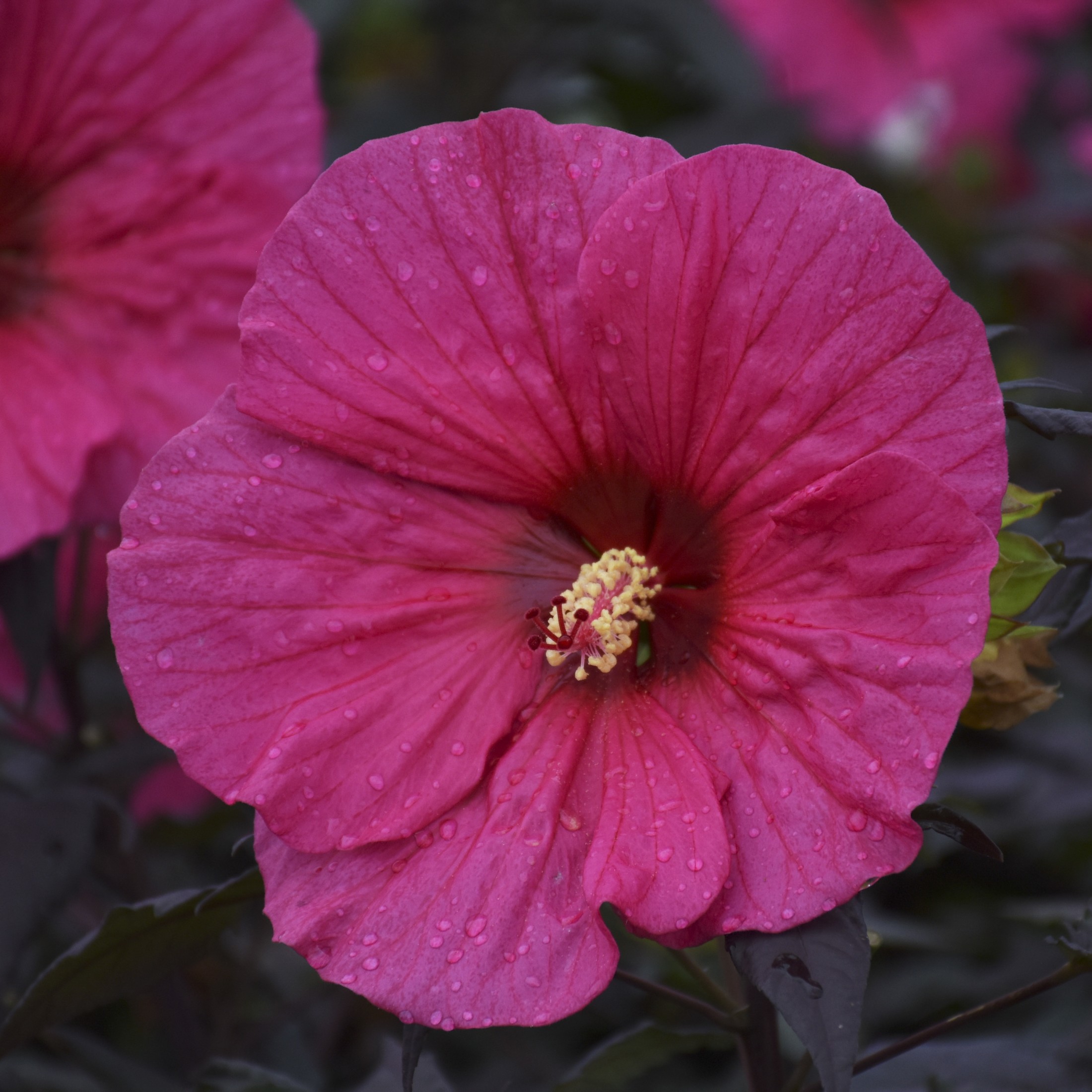 Proven Winners 18" Pink Summerific 'Evening Rose' Rose Mallow Live Plant in 8.88" Pot