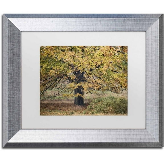 Trademark Fine Art 'Beech Tree' Canvas Art by Cora Niele, White Matte, Silver Frame