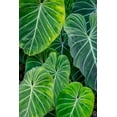 thumbnail image 2 of Engelbrecht, Jim 23x32 Gold Ornate Wood Framed with Double Matting Museum Art Print Titled - Anthurium foliage, 2 of 4