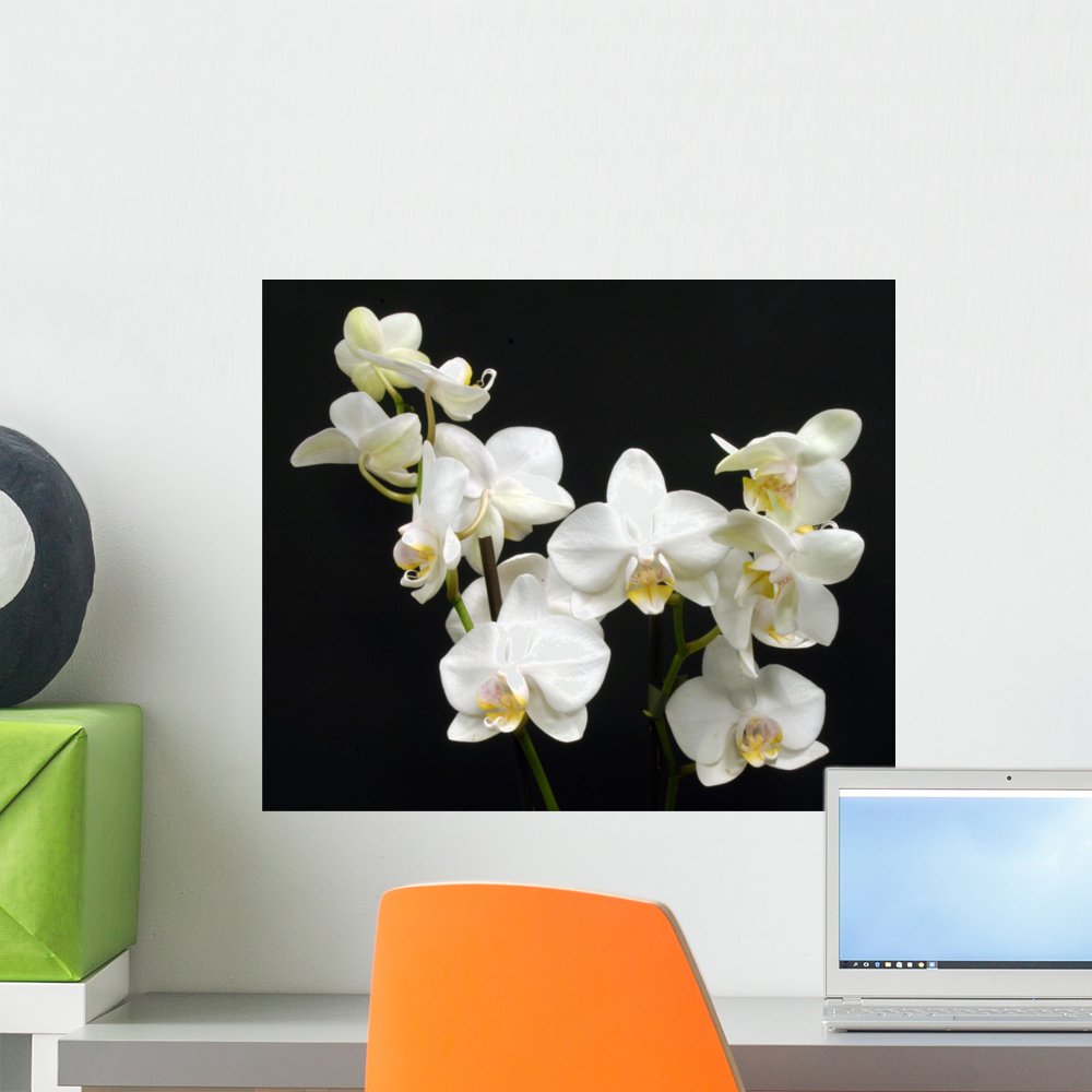 White Orchids Wall Mural by Wallmonkeys Peel and Stick Graphic (18 in W