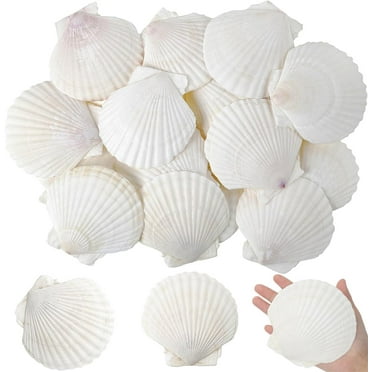 Natural Scallop Shells for Crafts,Happon White Sea Shells for Decorating,2''-3'' Small Sea Shells for DIY Craft Painting Ocean Themed Party Wedding