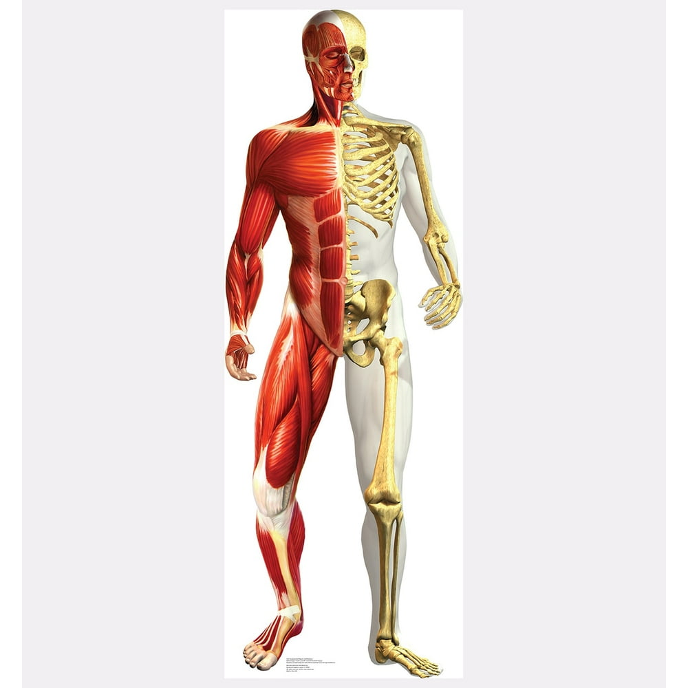 Anatomy Half Muscle Half Skeleton