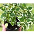 thumbnail image 2 of 1 Variegated Swedish Ivy Plant Live For Planting - Swedish Ivy Mint Seedlings 4-9 Inch Height, In 3" Pot, 2 of 5