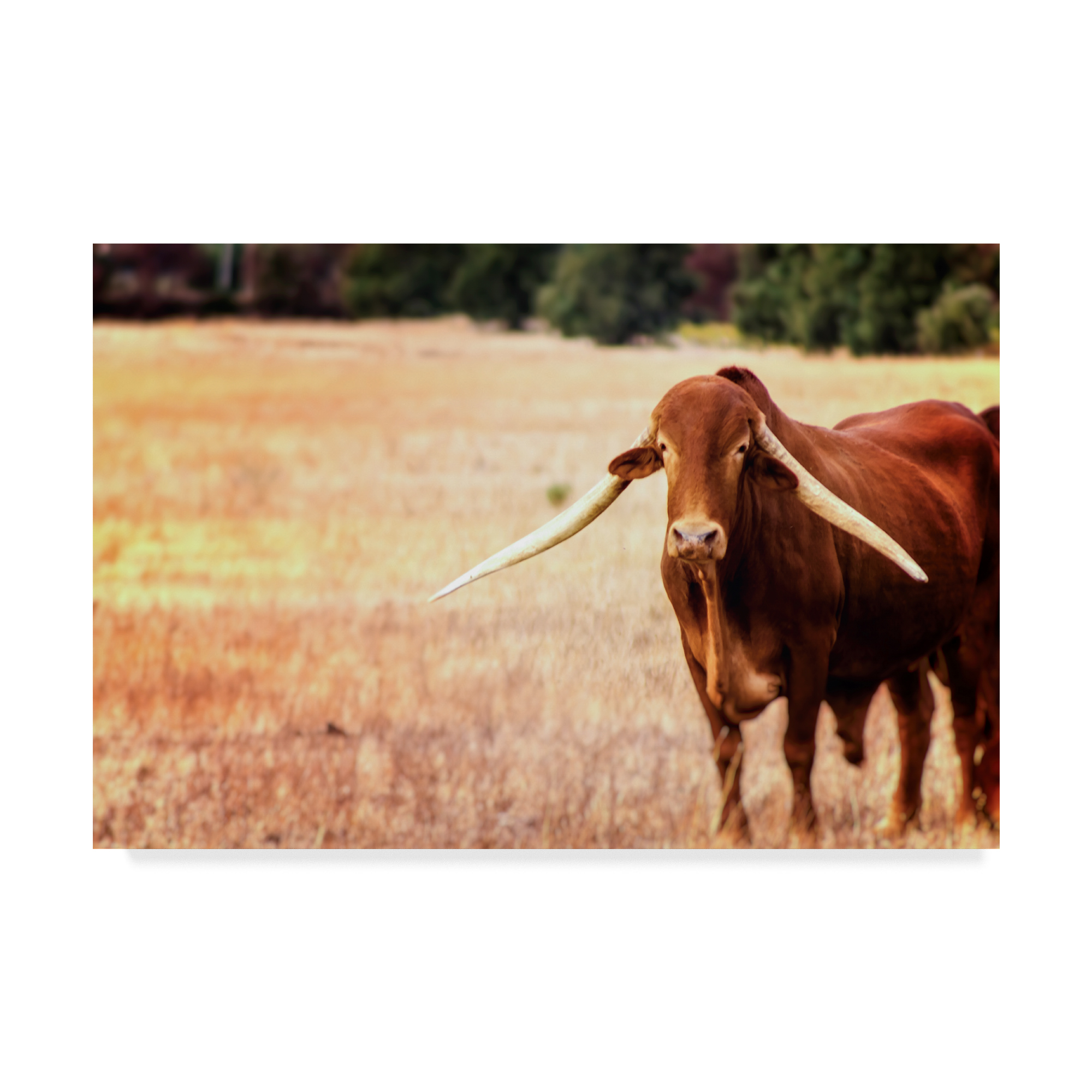 Trademark Fine Art 'African Longhorn Cattle' Canvas Art by Pixie Pics
