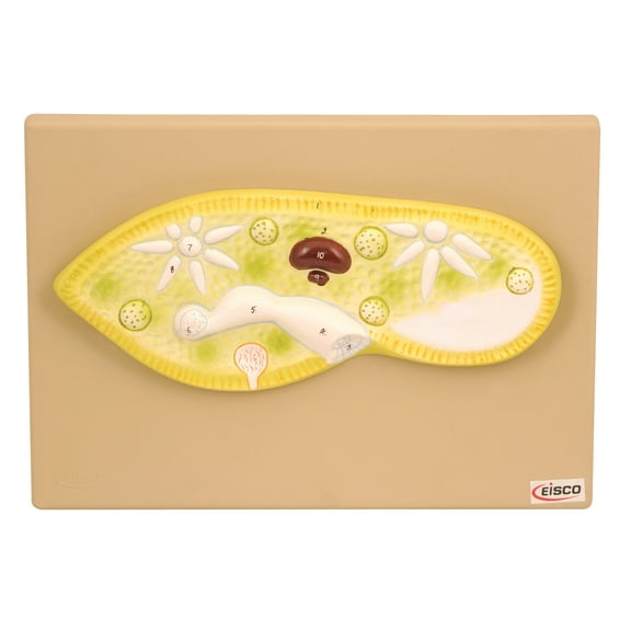 Eisco Labs Paramecium Model; Greatly Magnified (Model 11" X 4" X 1")
