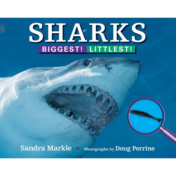 Pre-Owned Biggest! Littlest!: Sharks : Biggest! Littlest! (Paperback)