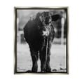 thumbnail image 5 of Stupell Industries Baby Cattle Calf Grazing Rural Farm Photography Photograph Luster Gray Floating Framed Canvas Print Wall Art, Design by Dakota Diener, 5 of 5