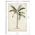 thumbnail image 5 of Art.com Banana Palm II Art Print by 0 Unknown, White Frame Wall Art, 17" x 23", 5 of 5