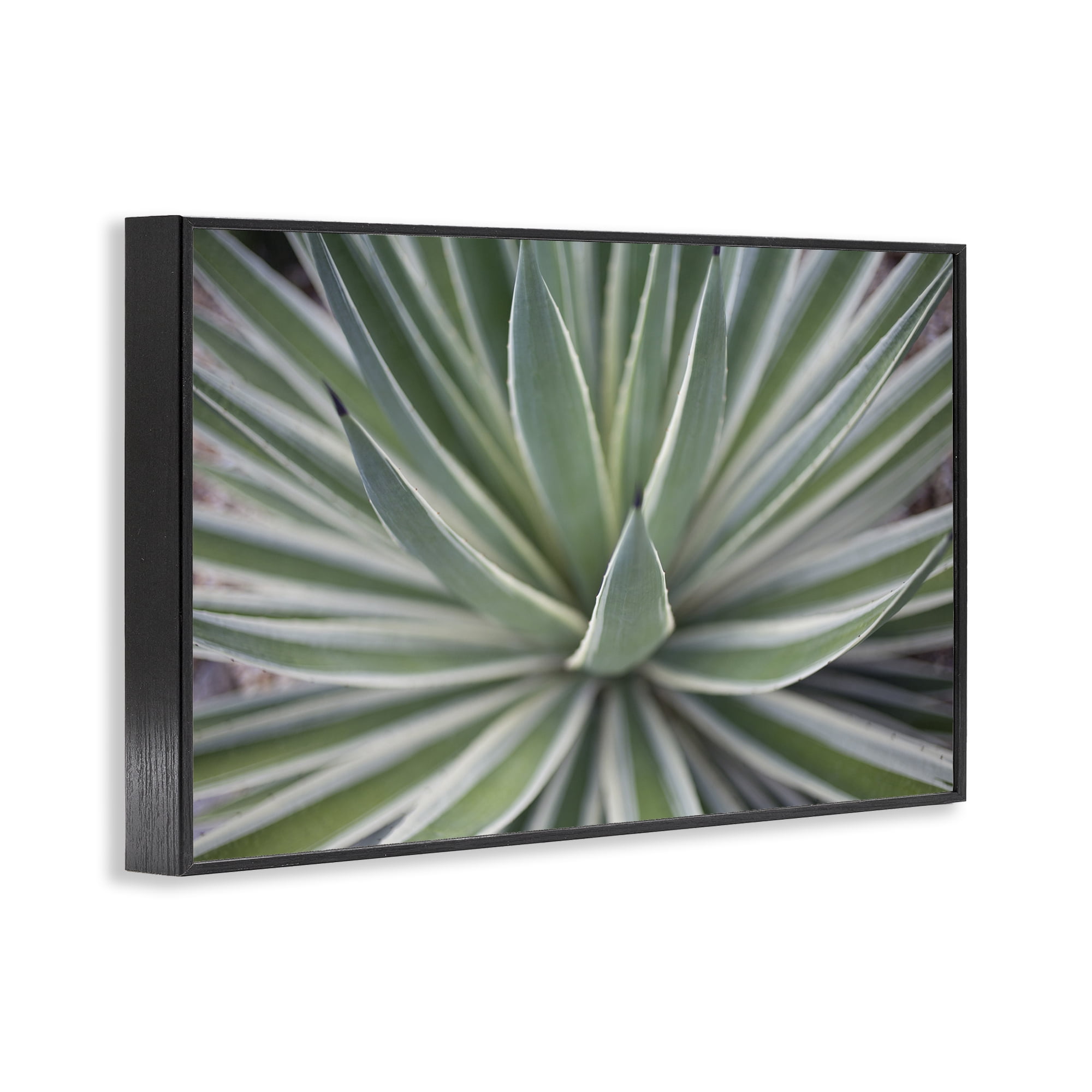 Stupell Industries Striped Plant Leaves Botanical & Floral Photography Black Framed Art Print Wall Art, 24 x 16