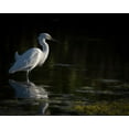 thumbnail image 2 of Pryor, Maresa 18x15 Black Ornate Wood Framed with Double Matting Museum Art Print Titled - Snowy Egret hunting-Merritt Island National Wildlife Refuge-Florida, 2 of 4