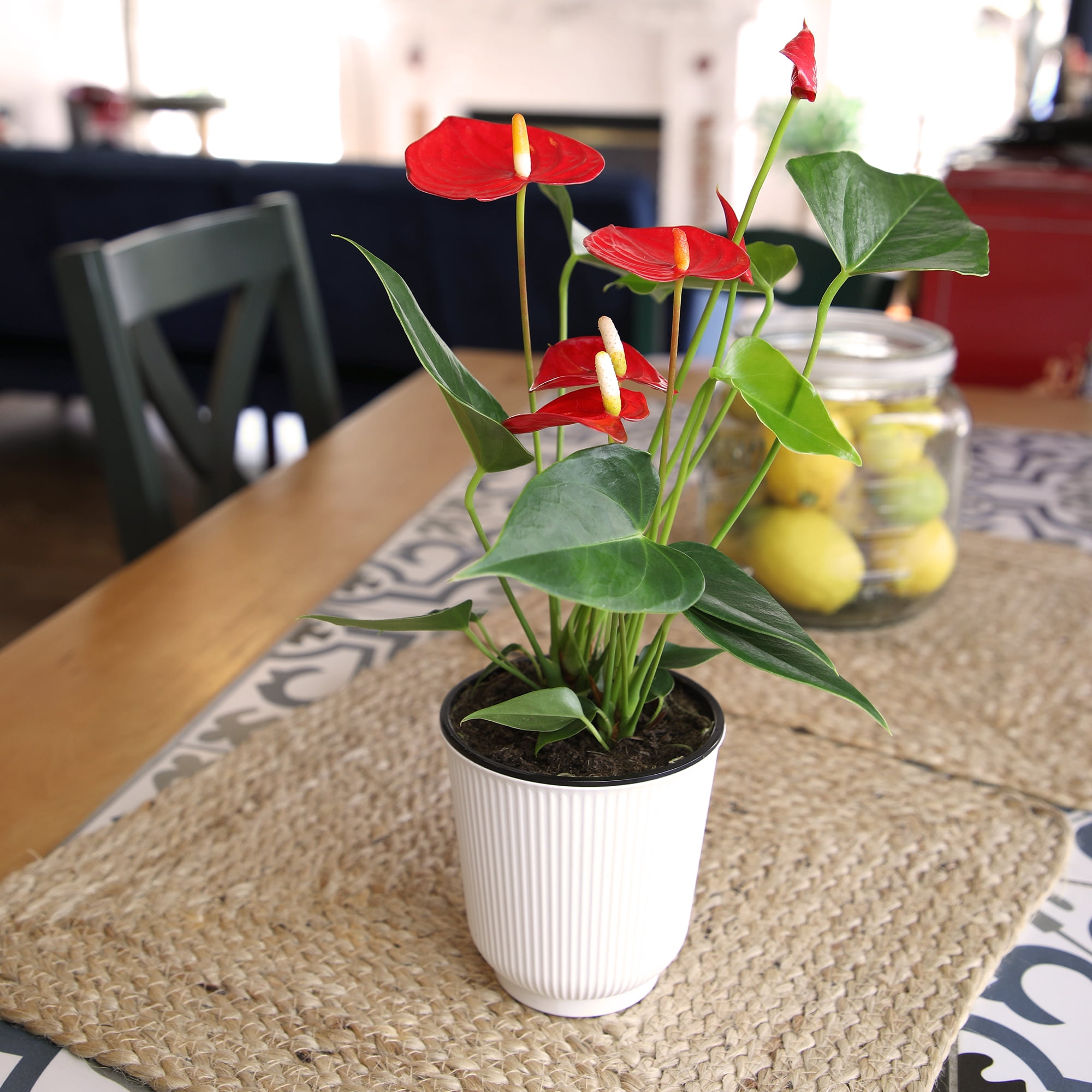 16in. Tall Red Anthurium in 4.25in Decor Pot; Indirect Light, Easy Care; Element by Altman Plants