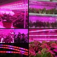 thumbnail image 1 of Cadena de luces para crecimiento de plantas, luz LED para crecimiento de plantas Cadena de luces LED para crecimiento de plantas Luz para plantas para invernadero Parte superior de la línea, 1 of 8