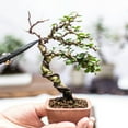 thumbnail image 6 of Bonsai Training Wire, 2.5mm Total 10m Black, 6 of 6