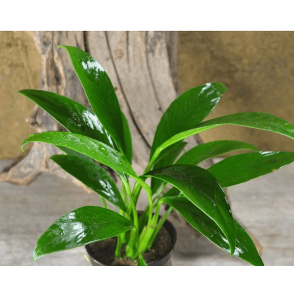 Anubias Congensis – Live Freshwater Aquarium Plant for Low Light Tanks