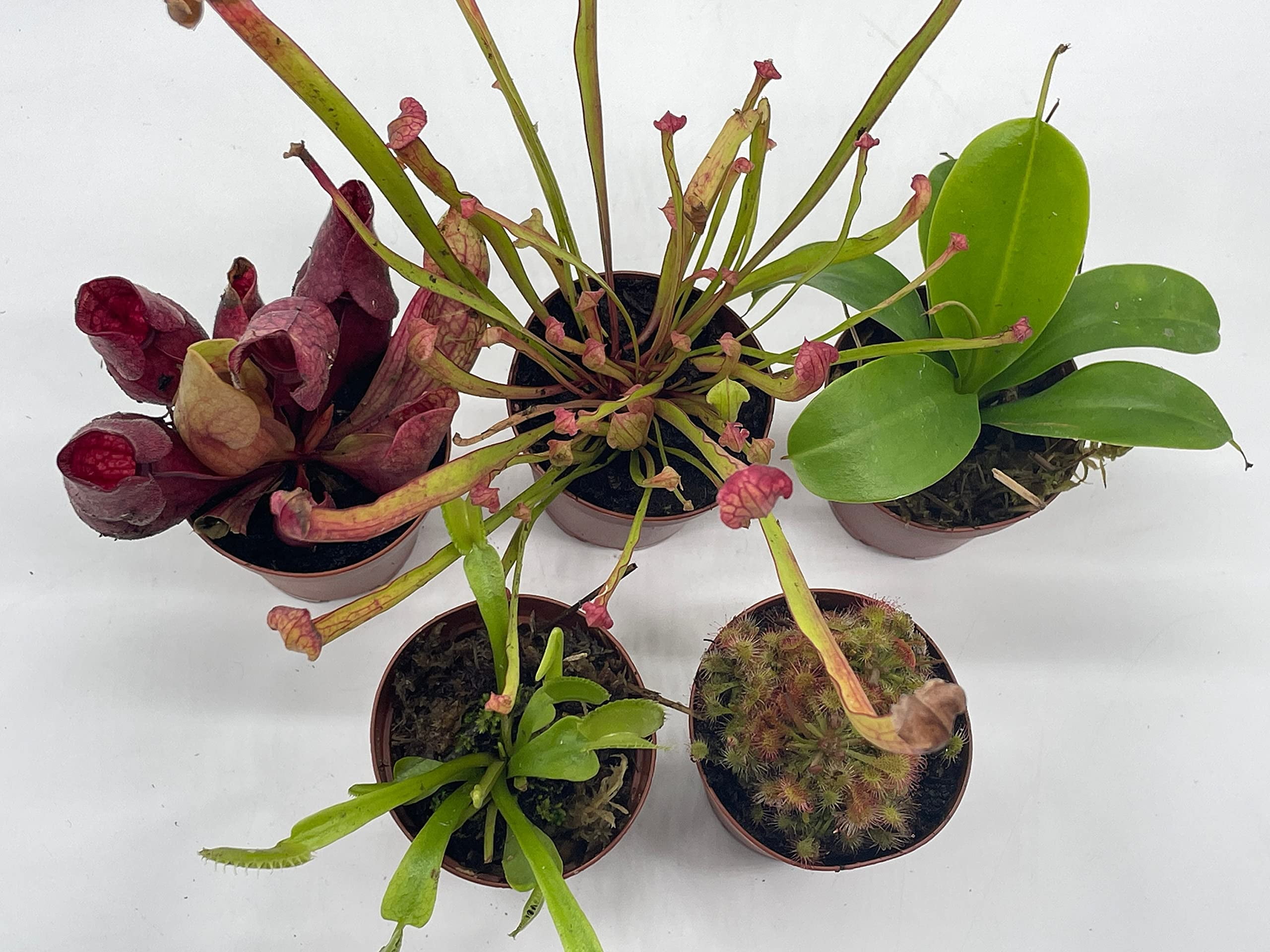 Bloomscape Launches New Carnivorous Plant Collection