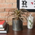 thumbnail image 2 of Vickerman Vickerman 10.5" Artificielle Rouge Tillandsia Pic avec 32 Feuilles, 2 of 2