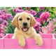 thumbnail image 2 of Cuadros Decorativos Kit de pintura de diamante 5D DIY perro lindo taladro redondo completo mosaico decoración del hogar Ndcxsfigh Nuevos Originales, 2 of 5