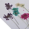 thumbnail image 3 of 2x10 Piezas De Prensadas Y Secas Naturales Para Manualidades, Tarjetas De Bricoje Sunnimix Flores secas prensadas naturales, 3 of 8