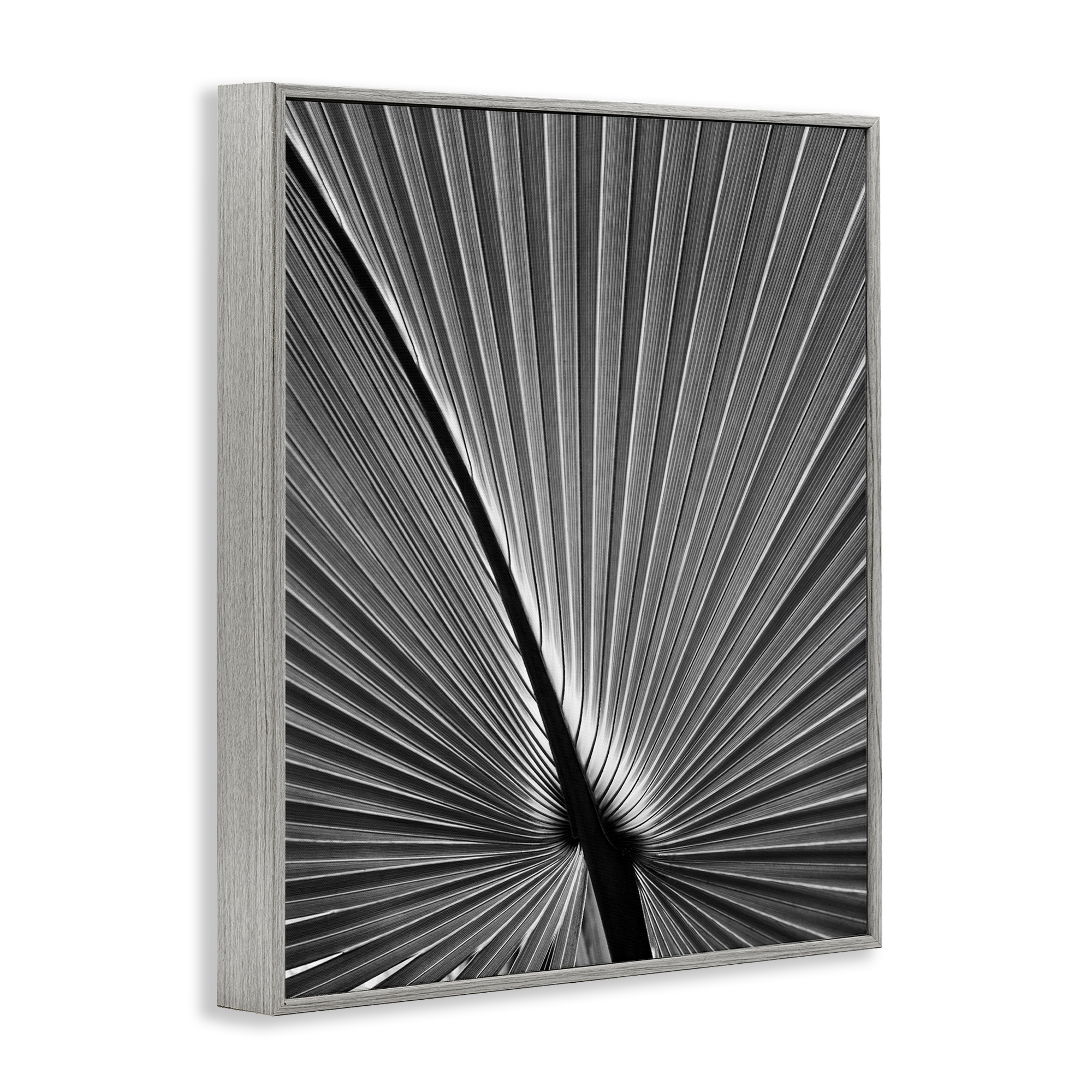 Stupell Industries Palm Frond Detail Botanical & Floral Photography Gray Framed Art Print Wall Art, 24 x 30