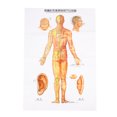 thumbnail image 1 of Human Acupoint Acupuncture Chart,Human Acupuncture Model Large Acupoint Acupuncture Chart Human Acupuncture Chart User-Friendly Design, 1 of 14