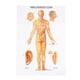 thumbnail image 2 of Modelo de acupuntura humana Ticfox tabla manual en chino e inglés, 2 of 14