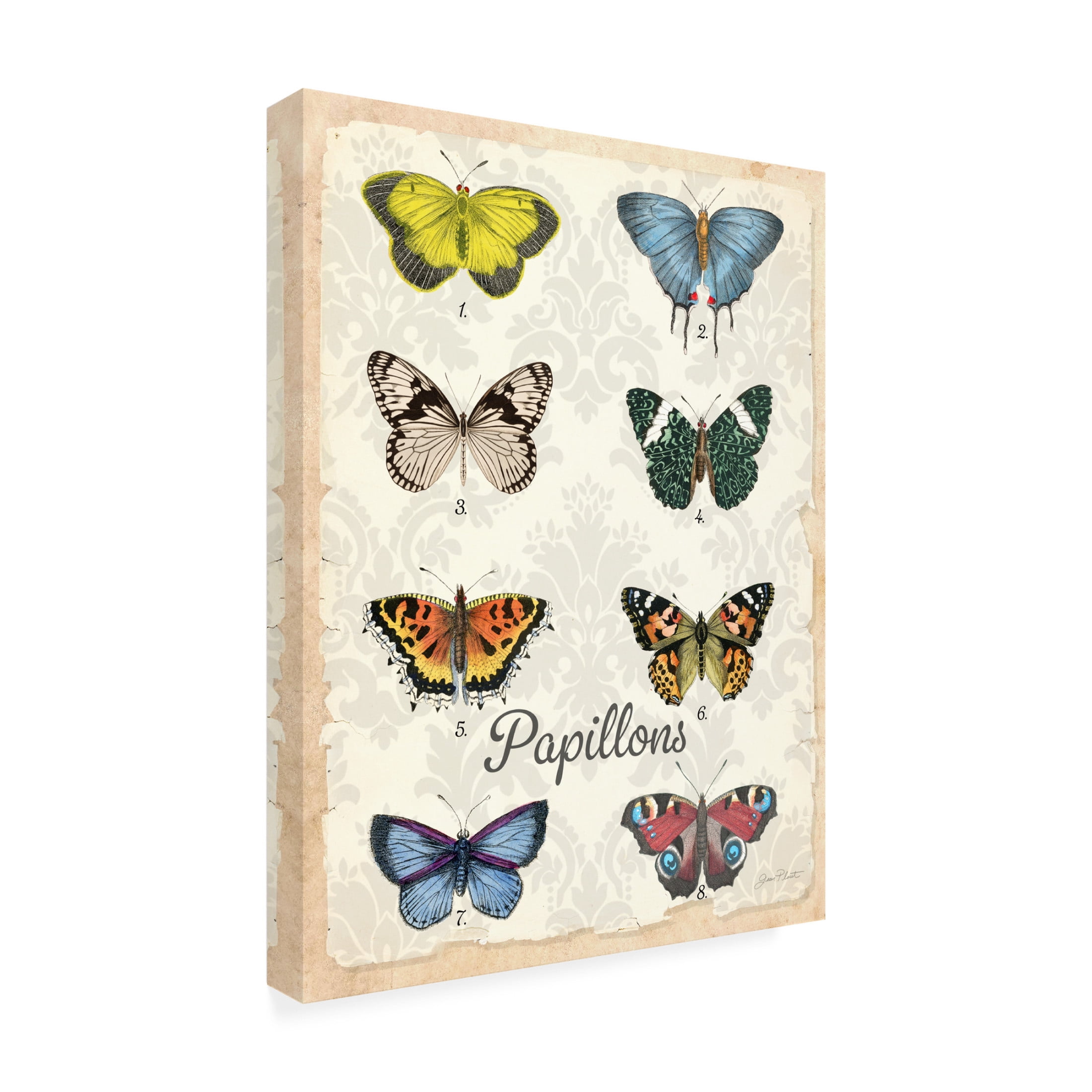 Canvas Wall Art - Jean Plout 'Beautiful Papillon Study A' Wall Art for Living Room, Bedroom, or Office Décor by Trademark Fine Art - 18 x 24 Inches
