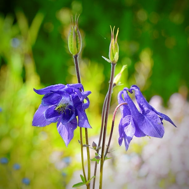 Common Columbine Columbine Blossom Hahnenfuaƒae A A Gewaƒae A A Chs Inch By 30 Inch Laminated Poster With Bright Colors And Vivid Imagery Fits Perfectly In Many Attractive Frames Walmart Com Walmart Com