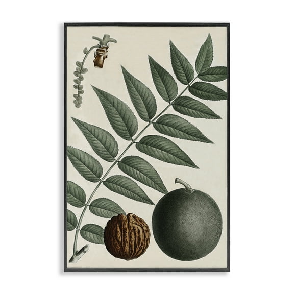 Stupell Industries Vintage Walnut & Leaf Plants & Flowers Painting Black Framed Art Print Wall Art, 12 x 18