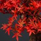 thumbnail image 3 of Árbol de arce bonsái artificial, adornos zen japoneses en maceta, decoración de plantas falsas bonsái for interiores, sala de estar, salón de té, rojo, 3 of 6