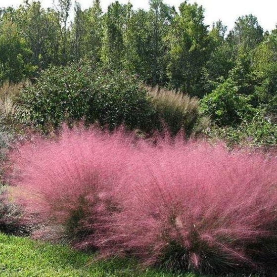 Pink Muhly Ornamental Grass Live Plant 12-18" in Height in a #3 Container