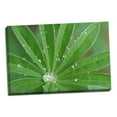 thumbnail image 2 of Gango Home Decor Morning Dew I by Erin Berzel (Ready to Hang); One 36x24in Hand-Stretched Canvas, 2 of 4